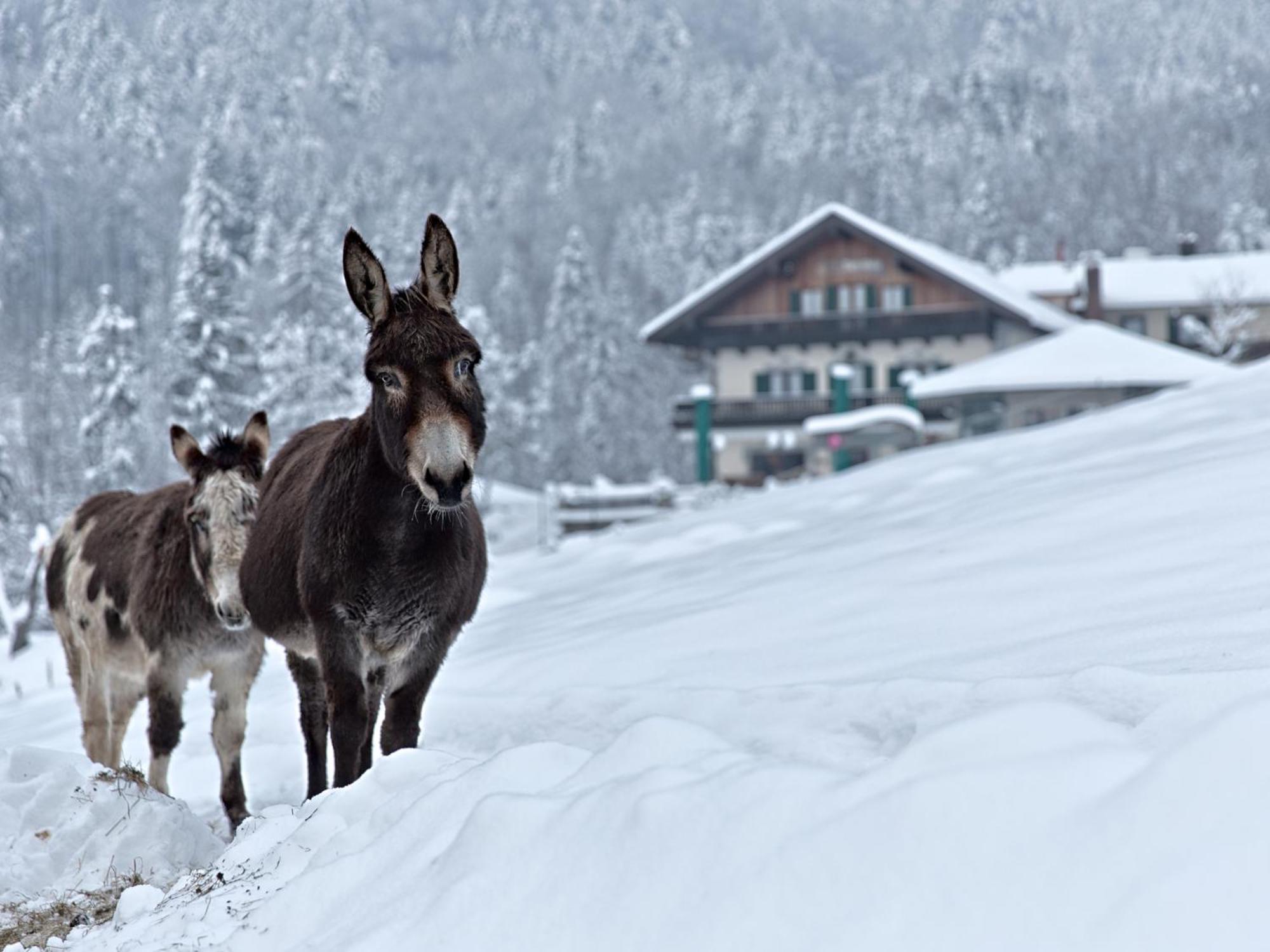 Berggasthof Hotel Duftbraeu I Ruhige Alleinlage I Mitten Im Gruenen 자마베르크 외부 사진